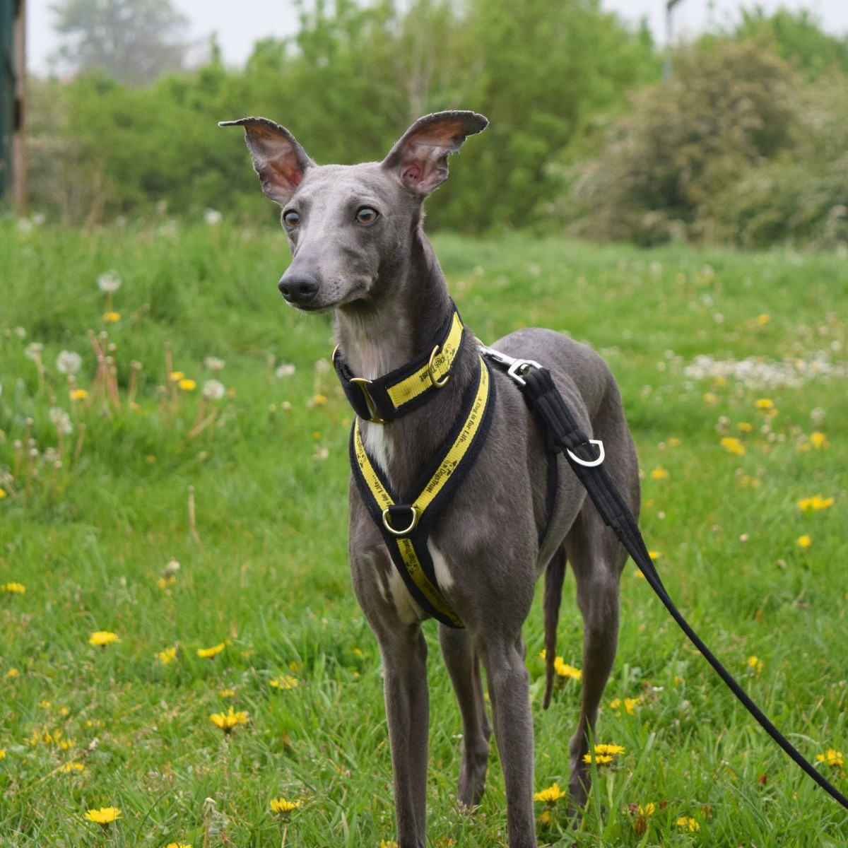 ✨ Whippet ✨ 

Lovely boy Blaze instantly won us over! He is headed to his #ForeverHome next week, wish him luck!

#RescueDog #Whippet #DogsTrustWestLondon #RescueADog