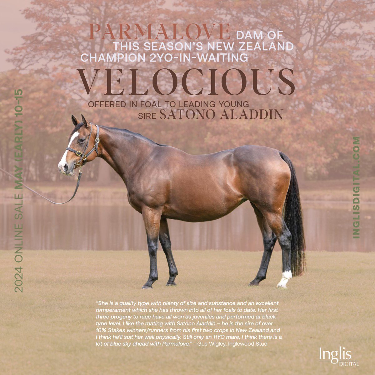 What an opportunity! Dam of this season’s New Zealand champion 2YO-in-waiting Velocious, PARMALOVE, is a highlight in the current #InglisDigital sale. She’s offered in foal to leading young sire Satono Aladdin. View the listing here: bit.ly/3Uu2N5S
