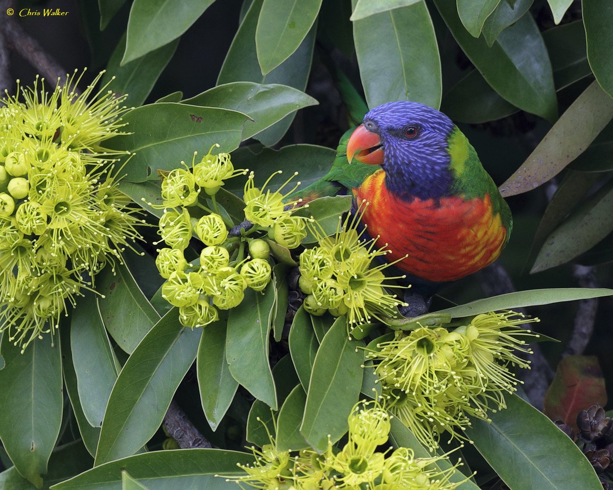 Rainbow lorikeet in a golden Penda tree this morning - in southern Cleveland. #goldenpenda #rainbowlorikeet #Queensland