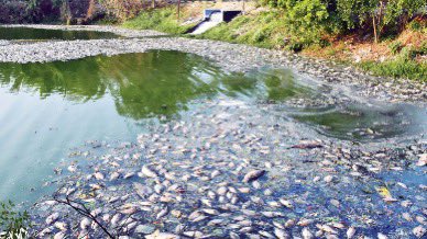 Hebbal Lake in Mysore that was revamped with 105 crore help from Infosys Foundation.

Recently 1000s of dead fishes were found due to mismanagement of local authorities.

People complain of sewage water & industry waste contamination.

How hard is to at least “maintain” a lake?