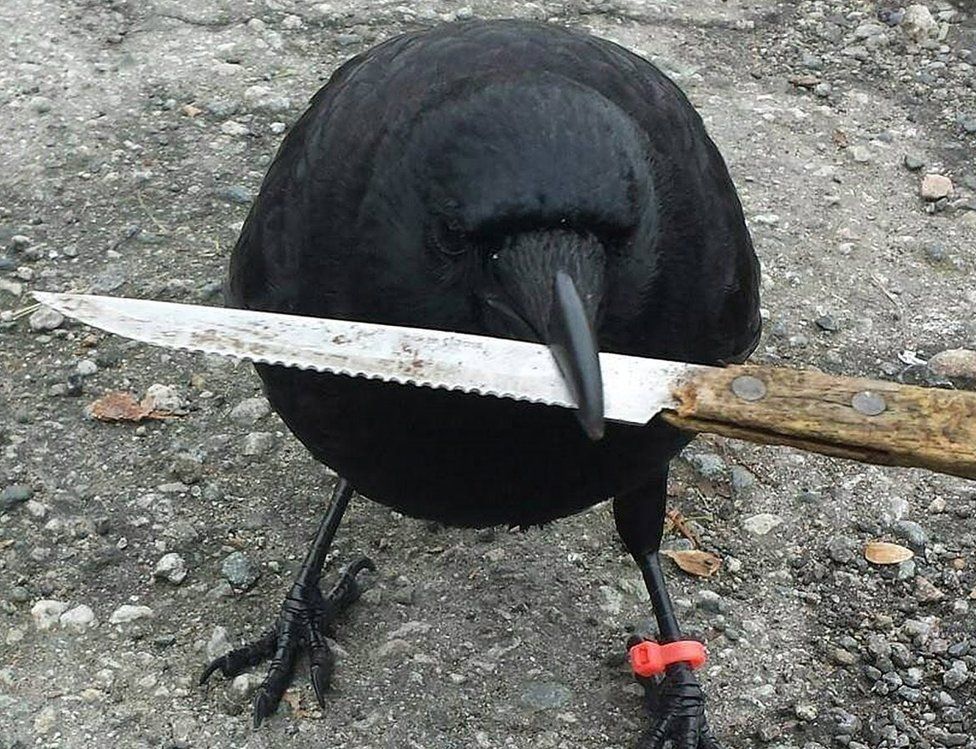 @BSCGemsAlert Crow with knife