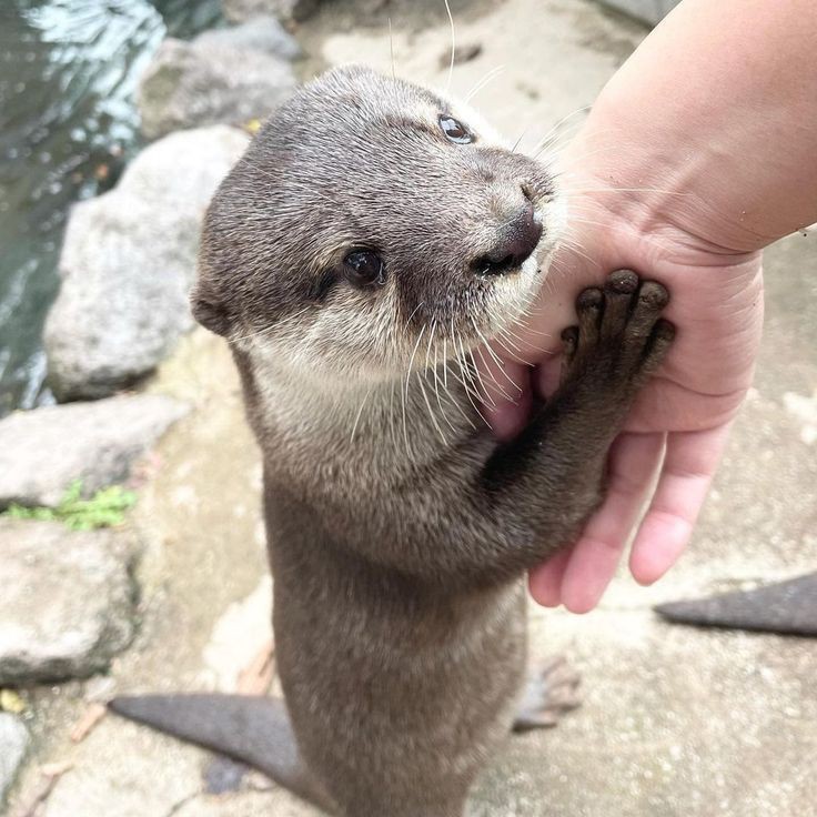 Otter Lover (@otter_fans_club) on Twitter photo 2024-05-12 07:39:21