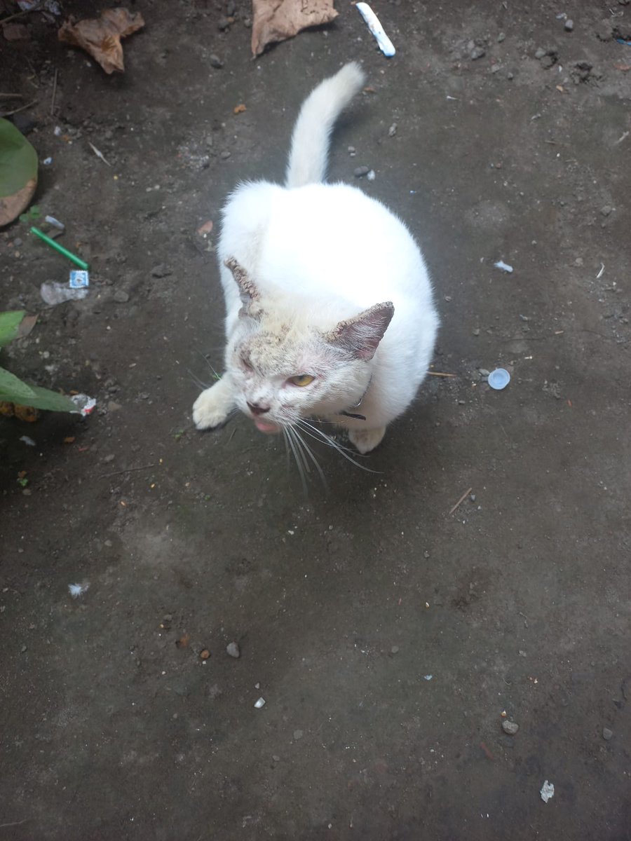 Papi @BarudaksPapi boleh bantu RT nggak ya? Saya sedang mencari adopter kucing Jogja yang trusted untuk kucing saya yang ini.

Jadi kucing ini tadinya diadopsi dari saya dan dirawat oleh satu keluarga, tapi ternyata tidak dirawat dengan baik oleh mereka.
