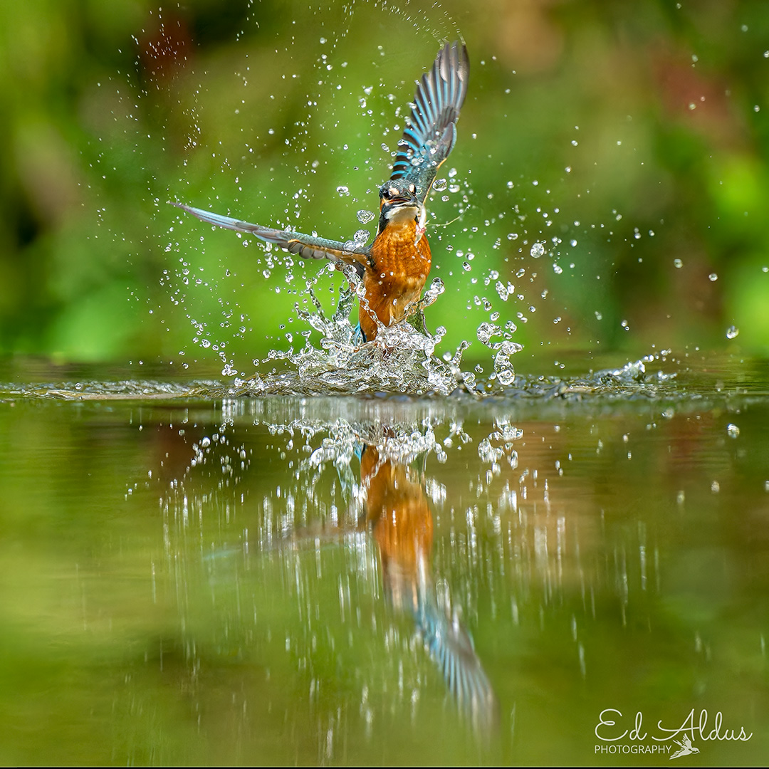 Met een behendige duik vangt de ijsvogel zijn vis, een perfecte vangst tegen de glinsterende waterachtergrond. @VroegeVogels @vogelnieuws