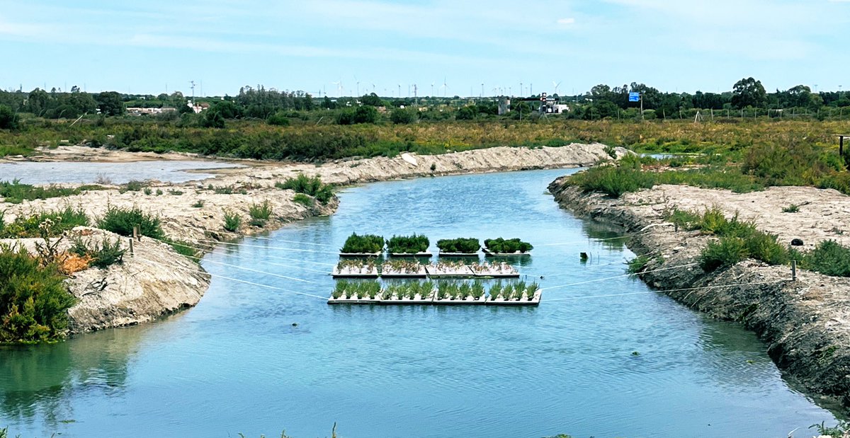 Manchado_M's tweet photo. Los nutrientes del agua de cultivo de los peces 🐟son alimento de ostras 🦪, invertebrados, algas y plantas. No son residuos ♻️ sino un recurso muy valioso para el acuicultor, para la biodiversidad y que hay que saber y poder explotar #IMRAS #circularidad #aquainnova #FEMPA. https://t.co/EyINB8FaQx