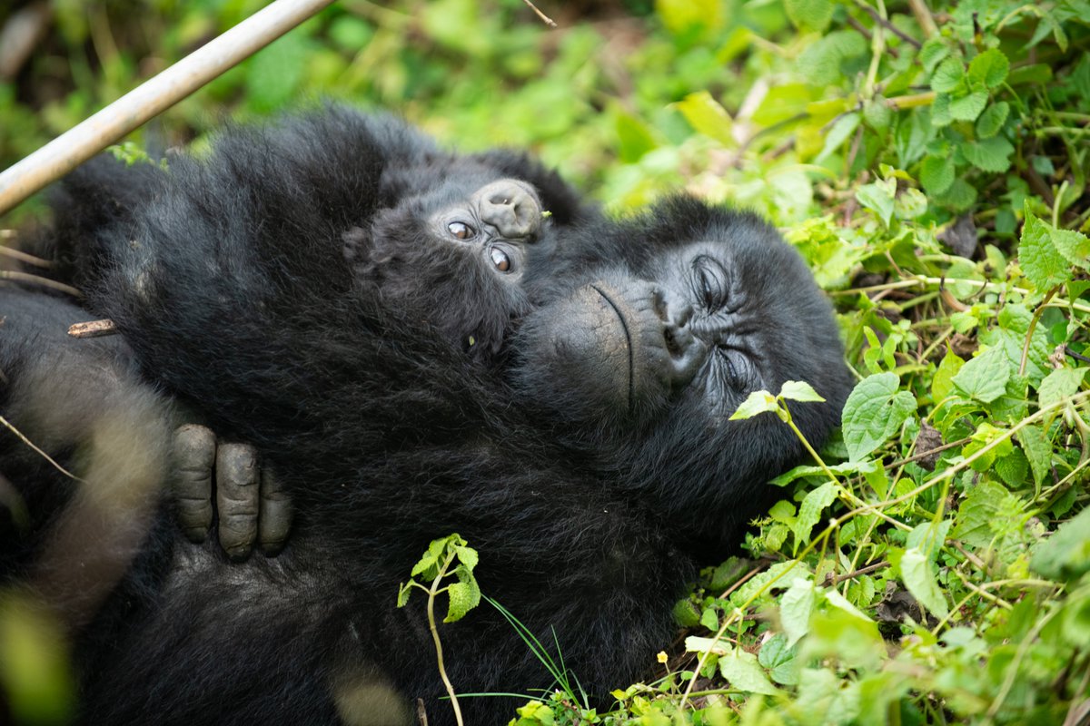Happy #MothersDay to all the incredible mothers out there!🌸 Like this gentle mountain gorilla cradling her infant, mothers embody strength, care, and protection. 📍 @VolcanoesPark 🦍 #VisitRwanda🇷🇼