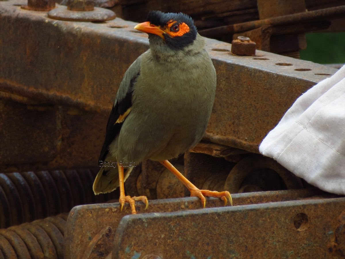 The Bank Myna is so called because of its tendency to nest almost only by river banks. Don’t mistake it for the common Myna which is yellow. This one is a North / Central Indian native but it’s slowly spreading deeper south. I find it rather pretty n orange. 🍊 @indiaves