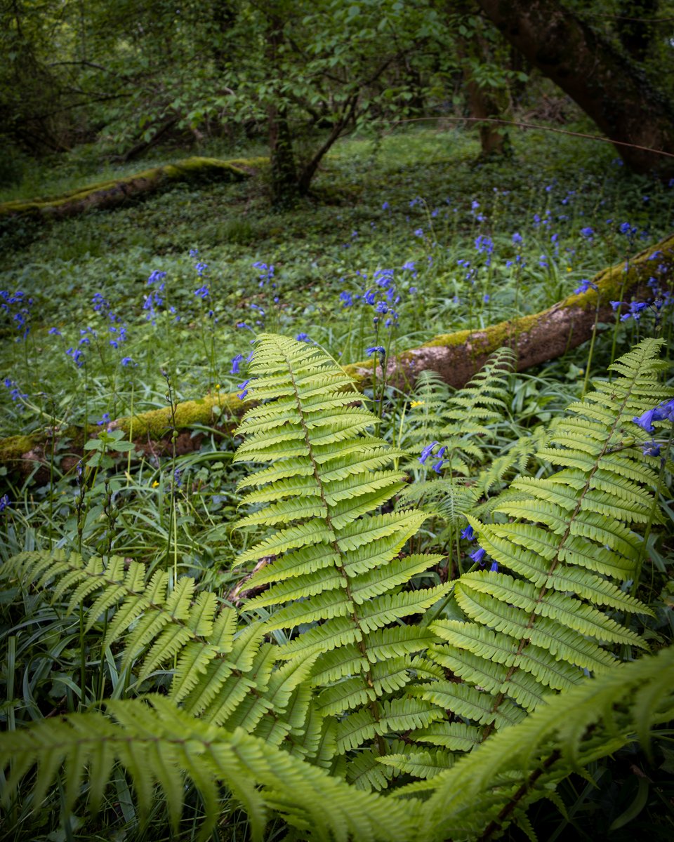 Our Aller & Beer Woods Nature Reserve is looking bright and beautiful at the moment! 💚 📸 Andy Lewington Photography #Somerset #NatureReserve #Woodland