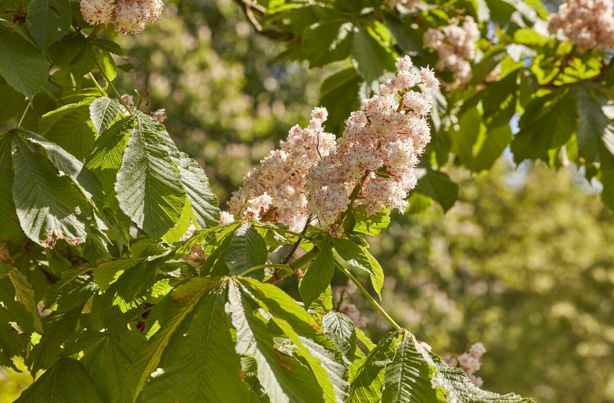 Celebrating the historic Chestnut Sunday! 💮 Relive the Victorian era family tradition of celebrating the blossom of Horse Chestnut trees in Bushy Park. 🏞️ Big thank you to The Friends of Bushy & Home Parks for organising a Chestnut Sunday celebration: bit.ly/44J4aST