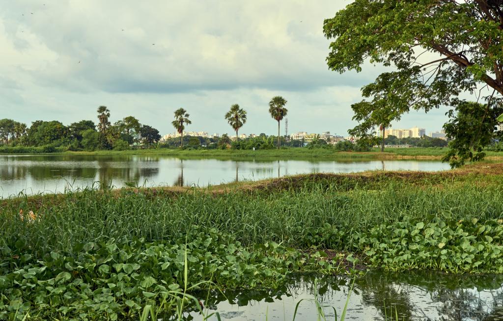 What are the Constructed wetlands?
Why are they considered nature’s ingenious solution for wastewater treatment in India?
What are the benefits, opportunities and challenges?