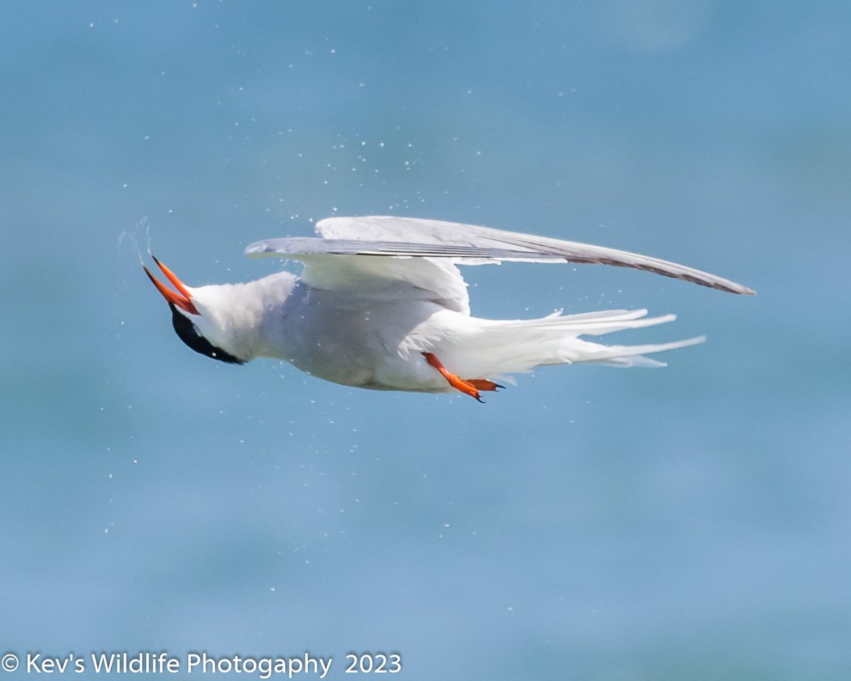Hey X peeps 👋🏻 I managed to capture some shots of the moment the Common Tern had a shake off 🌊💦 after diving into the sea. Taken from the beach @RSPBMinsmere