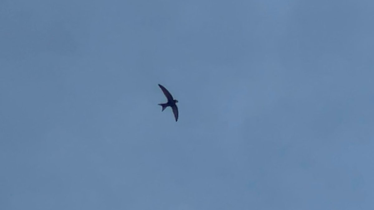 The hours spent trying to take images of swifts on your phone! Not entirely happy with this one, but it’s the best so far today