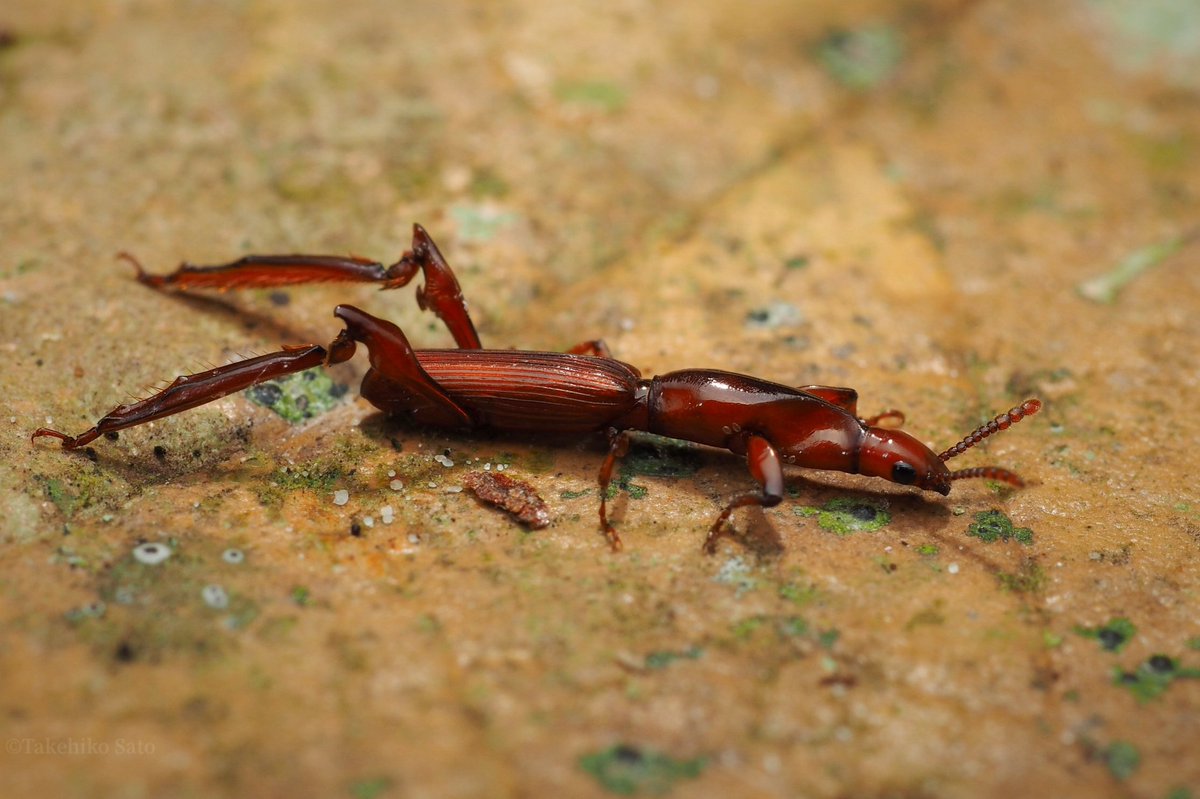 Takehiko_Sato's tweet image. 熱帯象虫
