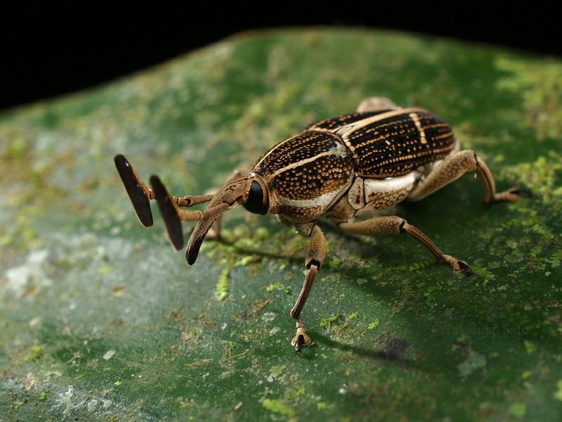 Takehiko_Sato's tweet image. 熱帯象虫