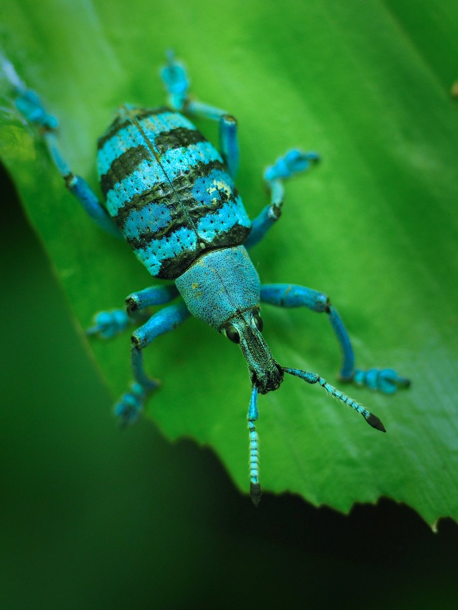 Takehiko_Sato's tweet image. 熱帯象虫