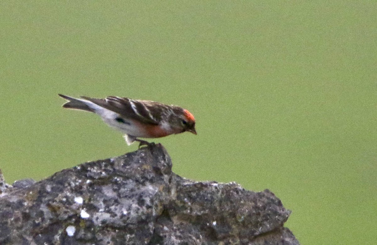 Great Orme limestones were class this morning - shame I only had a couple of hours. Woodlark, Hooded Crow, 2 Whinchat, 7 Tree Pipit, 3 Swift, 5 Willow Warblers, 10 Wheatear, 4 Whitethroat, Blackcap, 50+ Redpoll and 5 Siskin on the move.