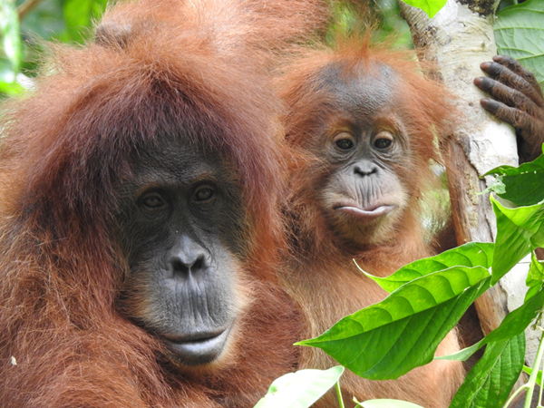 Many countries celebrate Mother’s Day today 😘 Orangutans are patient, loving and devoted mothers. They teach their babies everything they need to know to survive in the forest including what foods to eat, how to travel in the canopy & how to build a sturdy nest to sleep in 🌳