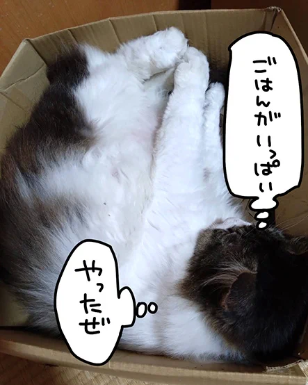 写真はご飯がいっぱいで安心して寝るマルさん。
飢えていたのはもう遠い昔のことだぜ。

勿体ないメッセージもいただき、本当に有難うございます!
有難く猫達に食べさせます!

#猫のいる暮らし 