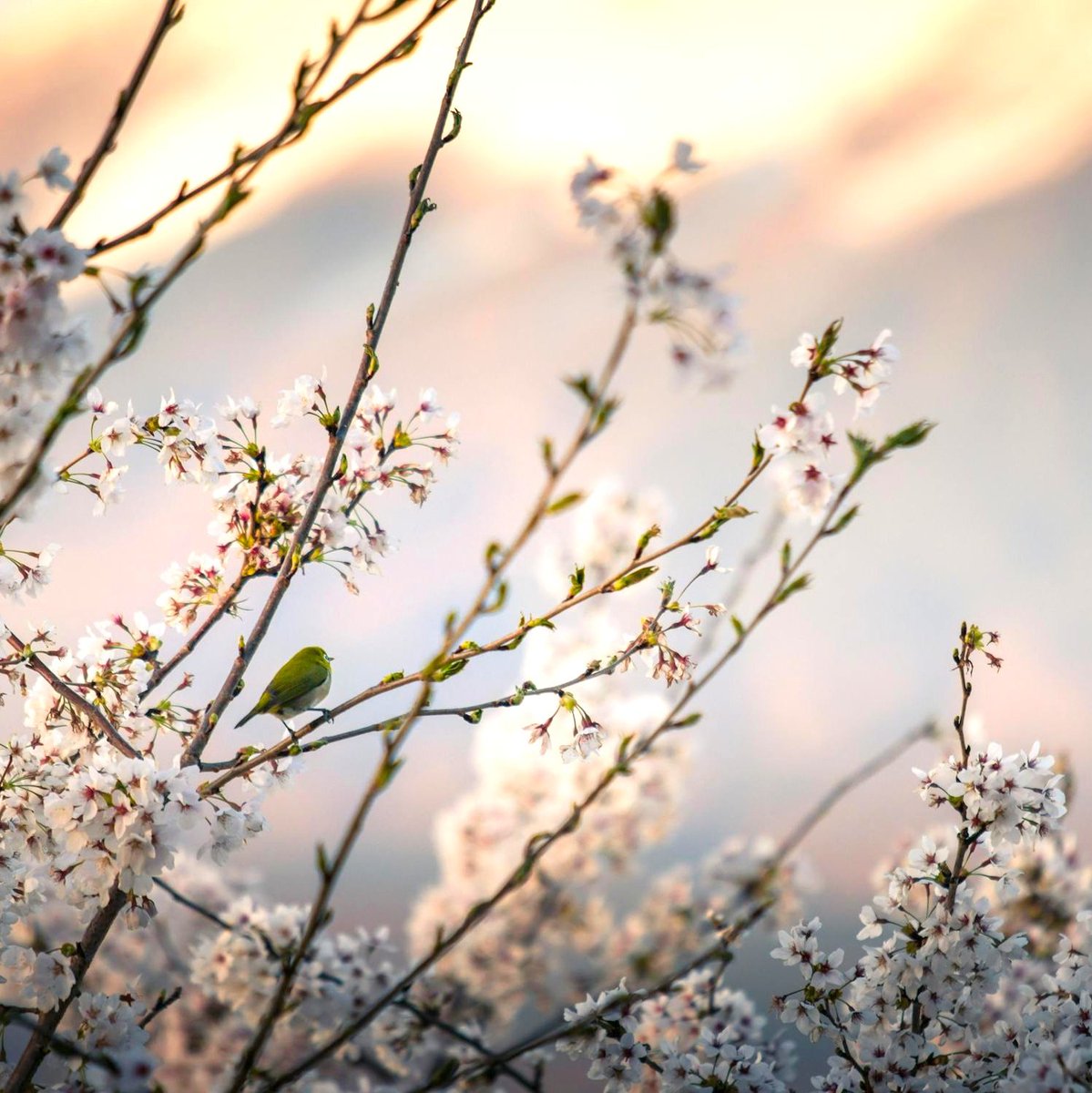 桜の木のような
こちらのリングも本日夜20時Onlineshopへ🥰

#ガーデンクォーツ
#桜
#リング
#ピンクゴールド
#プラチナ
#K18