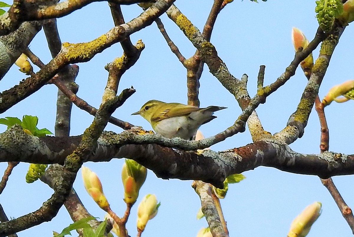 A good start to the day with a Wood Warbler singing at Creachan, our second on Barra this spring. Also a fresh arrival in Sedge Warblers and Whitethroats around the island. Feels like a promising day!
