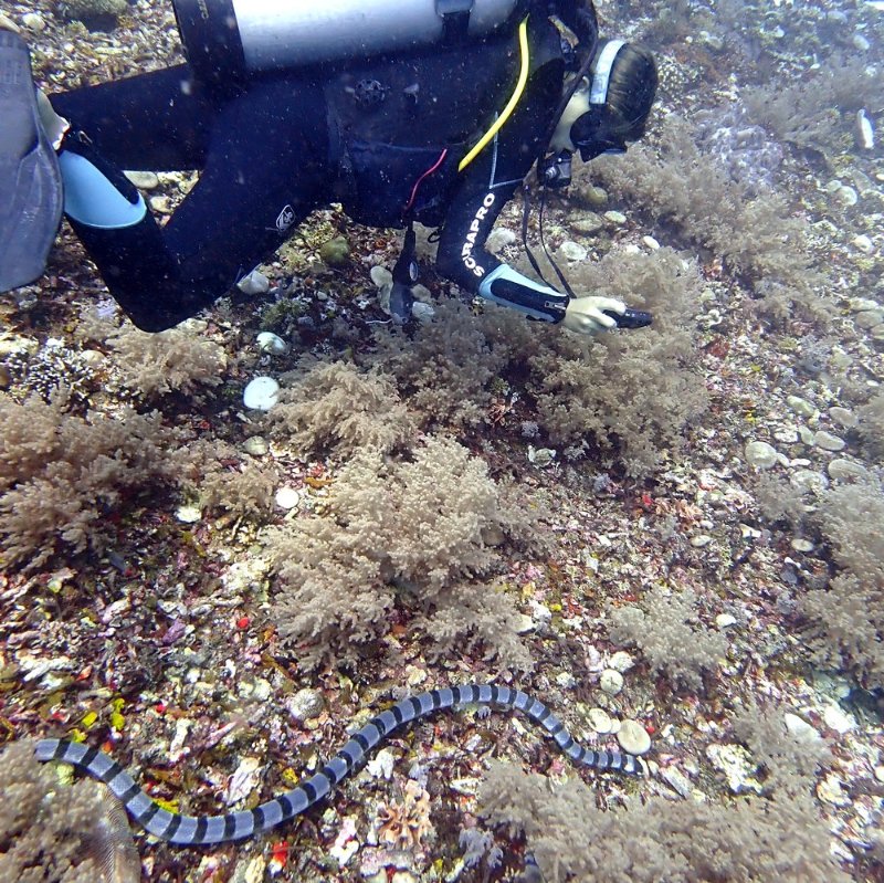 Dive with sea snake
#gili #islands #giliislands #lombok #diving #indonesia #bali #scuba #shark #giliair #gilimeno #turtle #pets #snorkeling #coral #ocean #snakes  #plongee #sealife #oceans #divecenter #MarineLife #snake #biodiversity