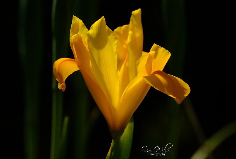 One of my yellow iris #SundayYellow #flowers #NatureBeauty #mygarden