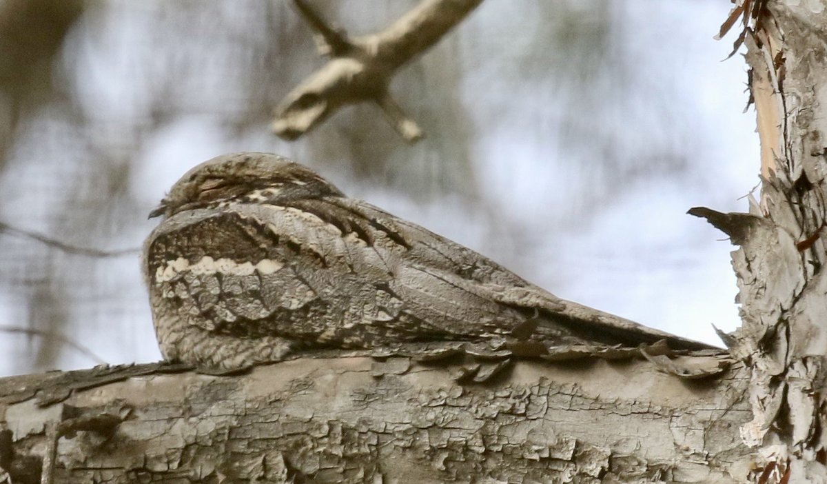 Nature pic for today: an expertly camouflaged Nightjar in a wood in Jerusalem.