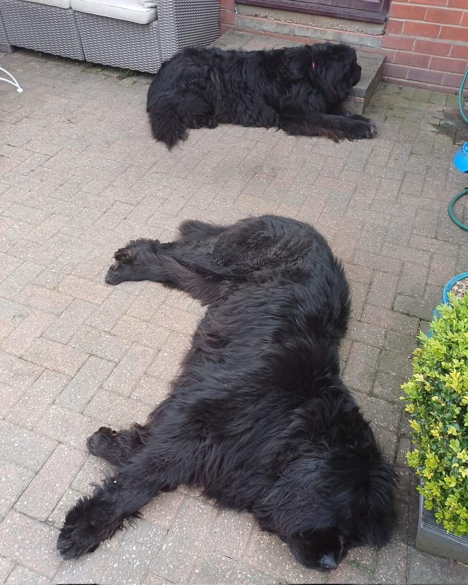 After a late night watching @bbceurovision & a healthy breakfast Buffy & Koko are raring to go....... oh maybe not 🙄😴😴😴🤣 #sleepy #dogsoftwitter #dogsofx #dogs #newfie #Newfoundland #sundayvibes #SundayMorning