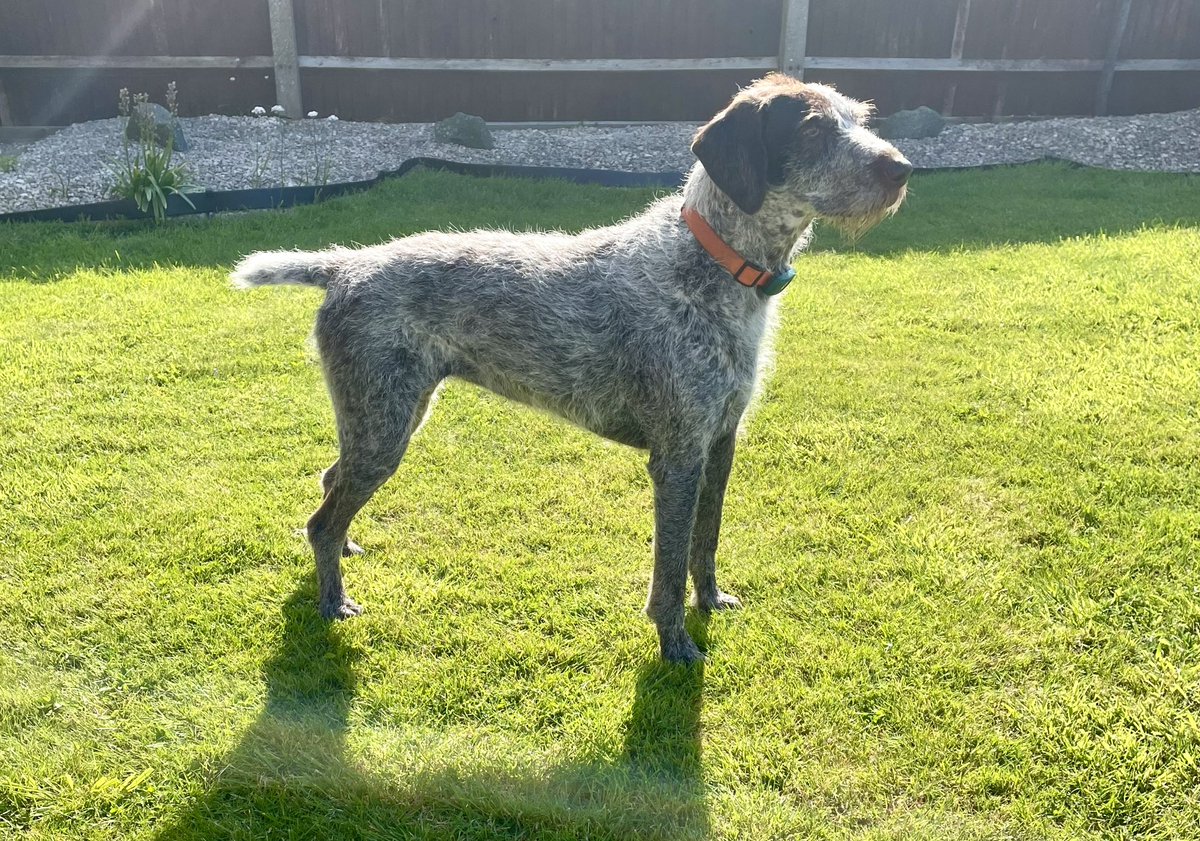 Lady human has been busy making me look pretty. She said something about a bath but I swim everyday so need it #tidy #smart #pretty #girl #handstripped #summer #look #cool #dog #dogsofinstagram #sunday #sundayfunday #dogsoftwitter