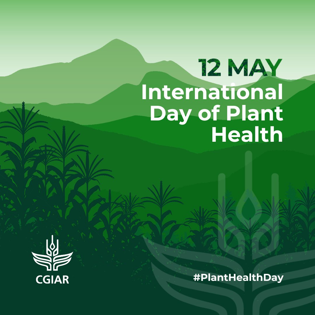 🌿 Today is the International Day of Plant Health! Explore how @CGIAR research contributes to reduction of pests and plant disease. on.cgiar.org/3UI0j5f #RootForTheBest