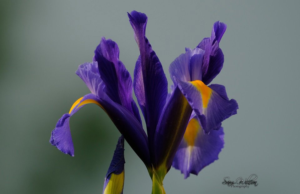 Some of iris are beinging to bloom #mygarden #naturelovers #NaturePhotography