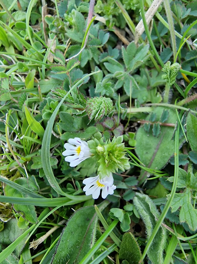 Living in Brighton, Ditchling Beacon (Downs) seems like my back garden! I used to cycle up as a teenager; now I take the bus. Before I knew their names I learned when flowers came out. May: Sanguisorba minor; Lotus corniculatus; Polygala vulgaris, Euphrasia nemorosa. @BSBIbotany