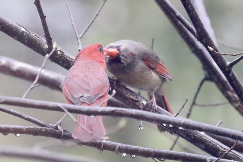 I can’t get enough of these sweethearts❤️ My heart is full ❤️ #cardinal #northerncardinal #birds #BirdTwitter #TwitterNaturePhotography #TwitterNatureCommunity #birdphotography ❤️
