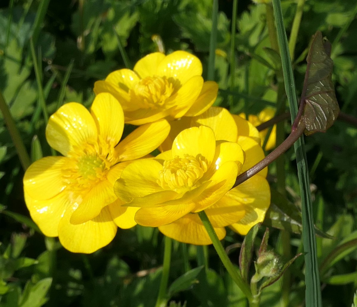 Bindweed wrapping the #buttercup stalks together making gorgeous posies 😊 #SundayYellow