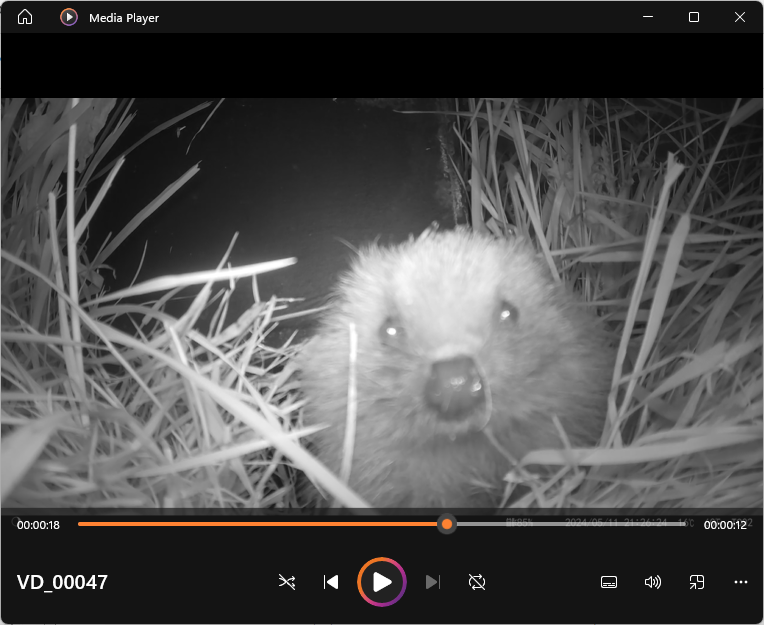 Sillybollocks the rescue hedgehog has left his box and is out in the world. Look at that face and tell me that's not the face of a Sillybollocks.