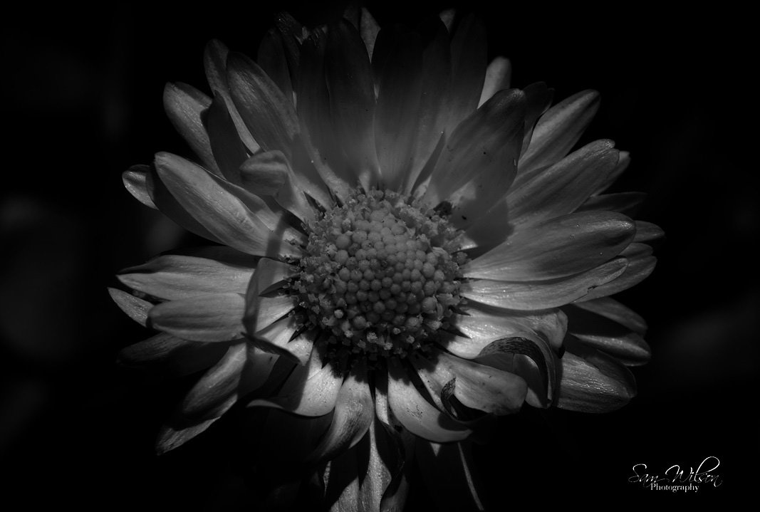 The humble daisy 🌼 #bnw_macro #bnw_photography #NatureBeauty