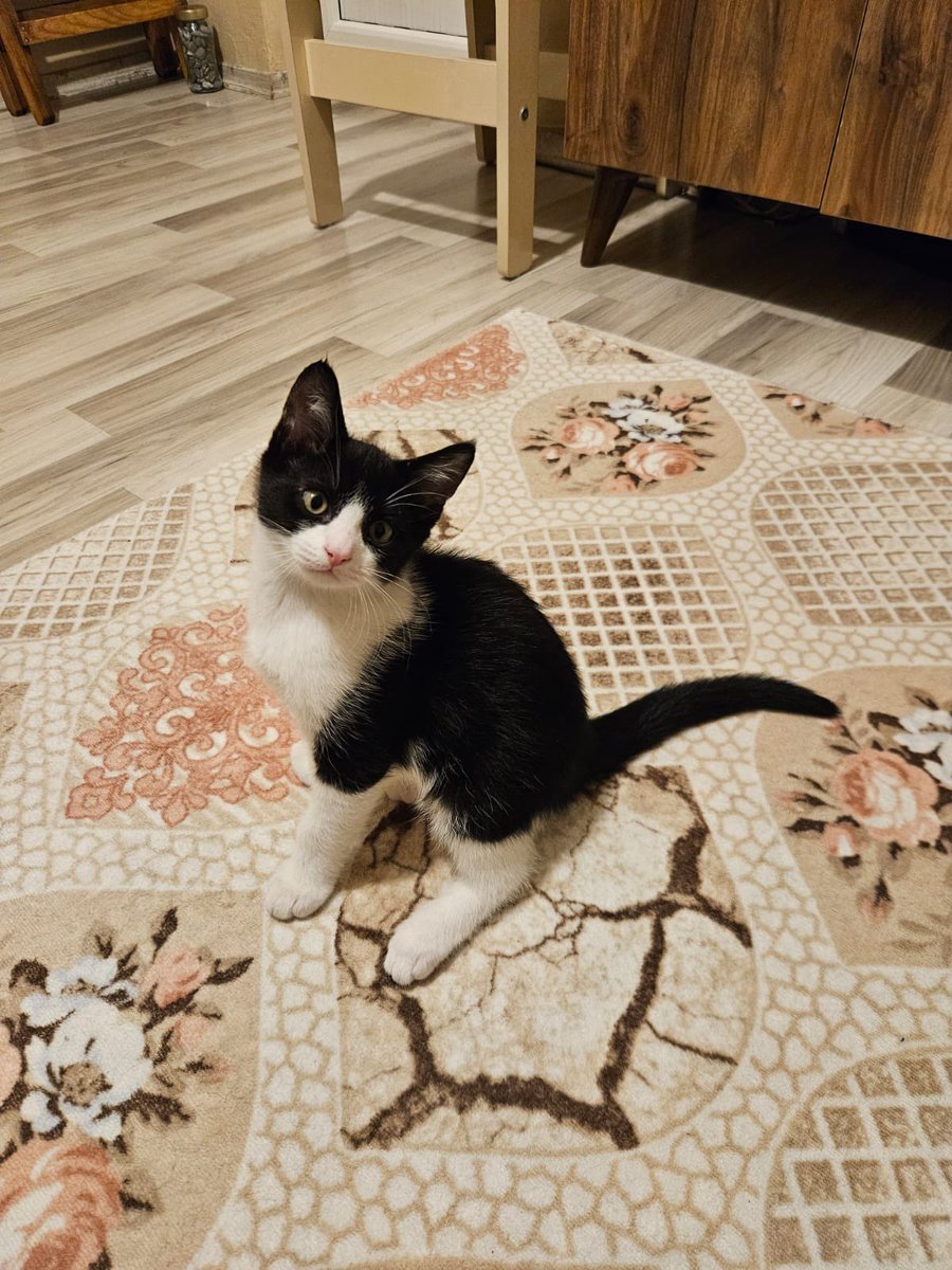joeyjellybeanc's tweet photo. İSTANBUL/ANADOLU YAKASI YUVA İLANI

biri erkek biri dişi olan smokin bebelere yuva arıyoruz. yaklaşık 2.5 aylıklar, evde bakılıyorlar ve acil yuvalandırılmaları lazım. 

İletişim: @merventurkoglu https://t.co/A6Xz0gtAAN
