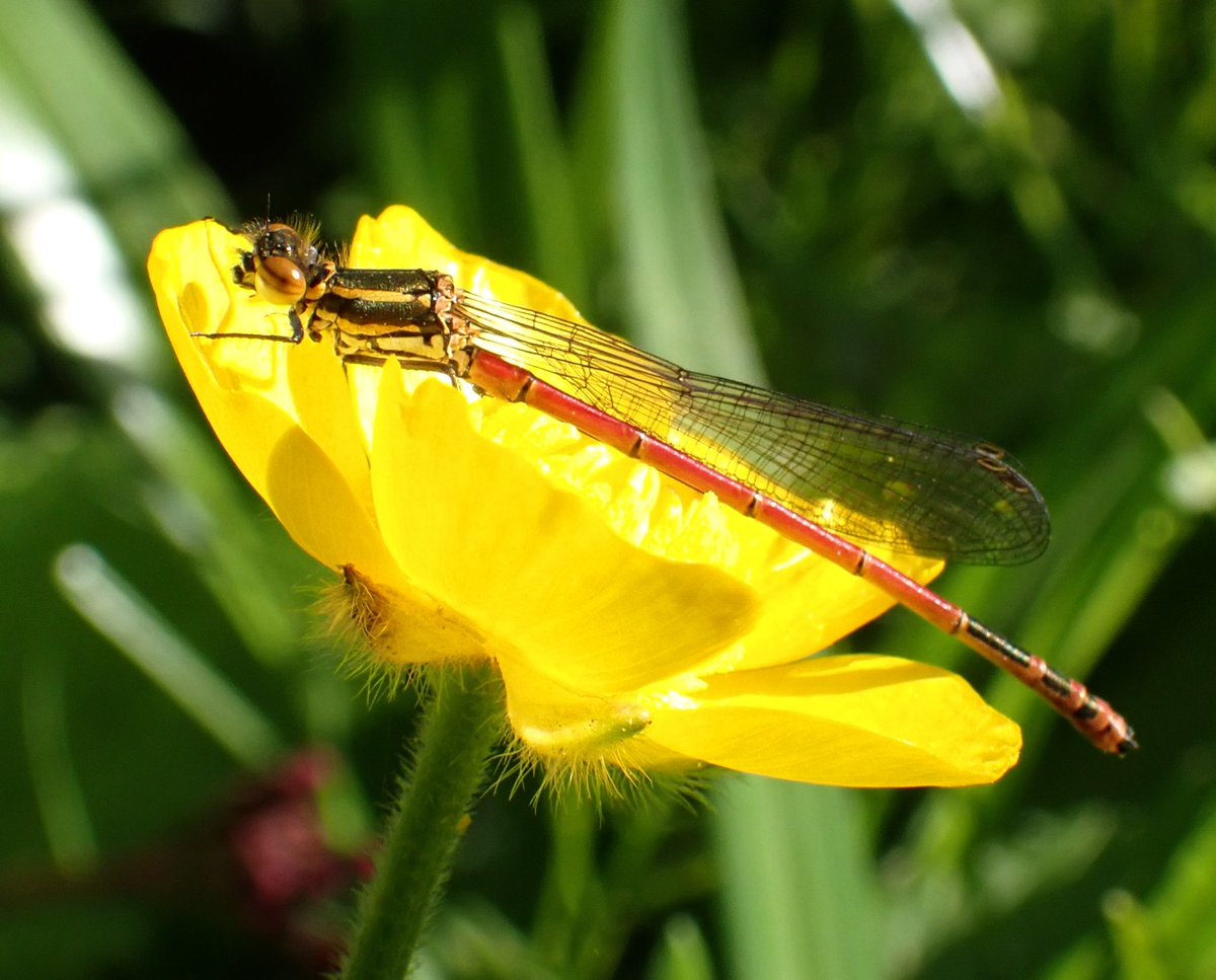 #SundayYellow with a pop of #red #damselfly have a lovely day everyone.
