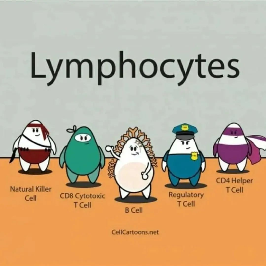 The Lymphocytes 🦸🦹