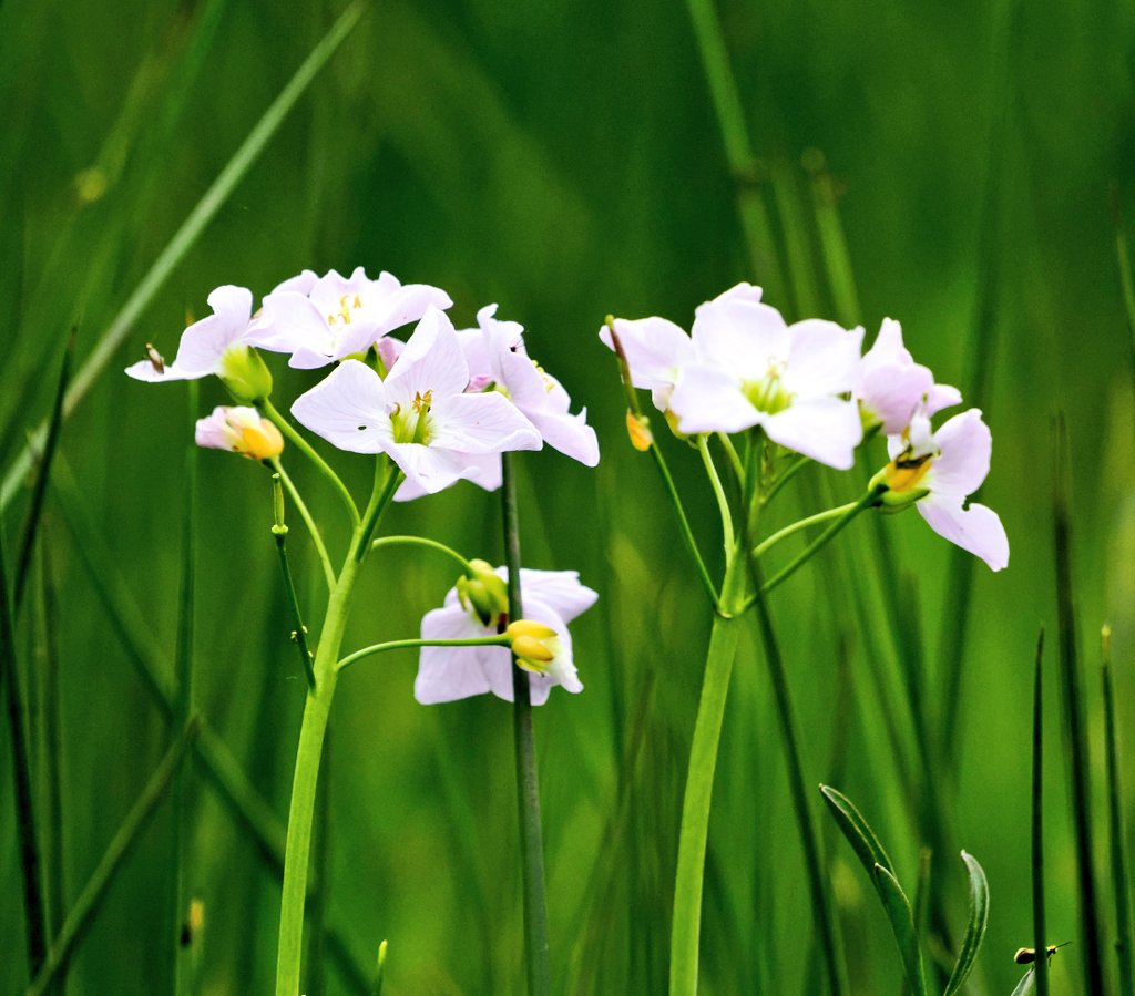 Cardamine pratensis - Cuckoo flower or Lady's smock. Found in a marshy area on the path to #HollinsideManor #DerwentValleyCountryPark #Flowers #Nature #FlowerPhotography  #TwitterNatureCommunity  @The_RHS