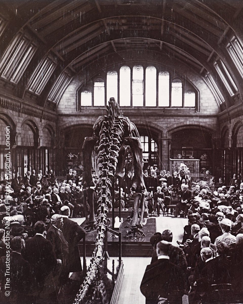 Everyone loves Dippy, but did you know that our Diplodocus cast was first unveiled to the public #OnThisDay in 1905? 😮

We're so grateful to have fascinating archive images like this one to show Dippy's memories through the Museum! 🦕