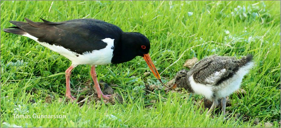 Are Oystercatchers really #gulls (not #waders)? Evidence: 1⃣ nest on roofs 2⃣ make a lot of noise 3⃣ feed their chicks 4⃣ are very smelly But they are fascinating: wadertales.wordpress.com/2016/06/13/oys… More here: wadertales.wordpress.com/2022/08/07/whe… #ornithology #shorebirds
