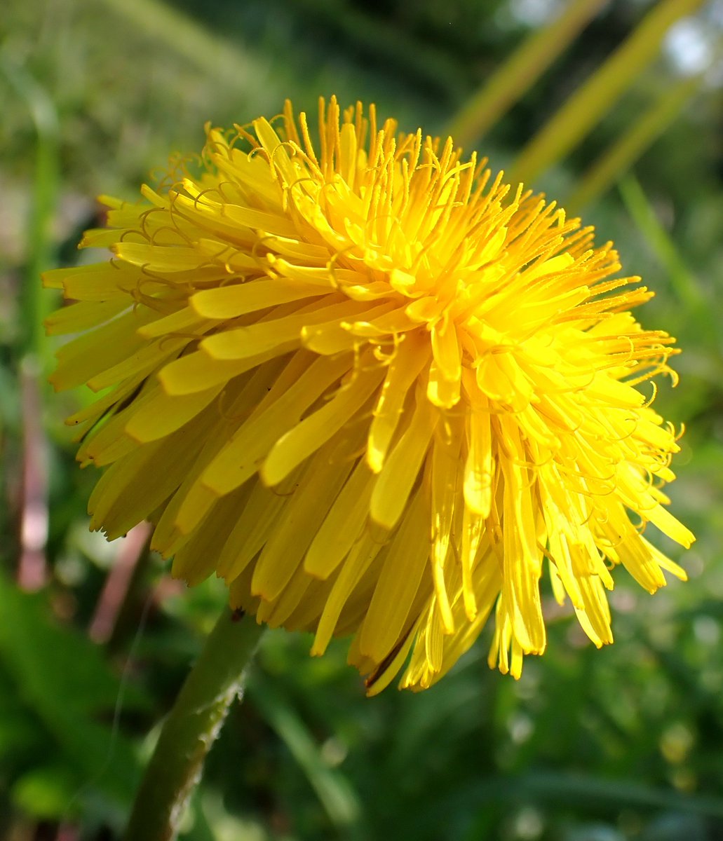 Just had to share this perfect ball of a #dandelion from beside a local pond. Perfect blast of ##SundayYellow enjoy.