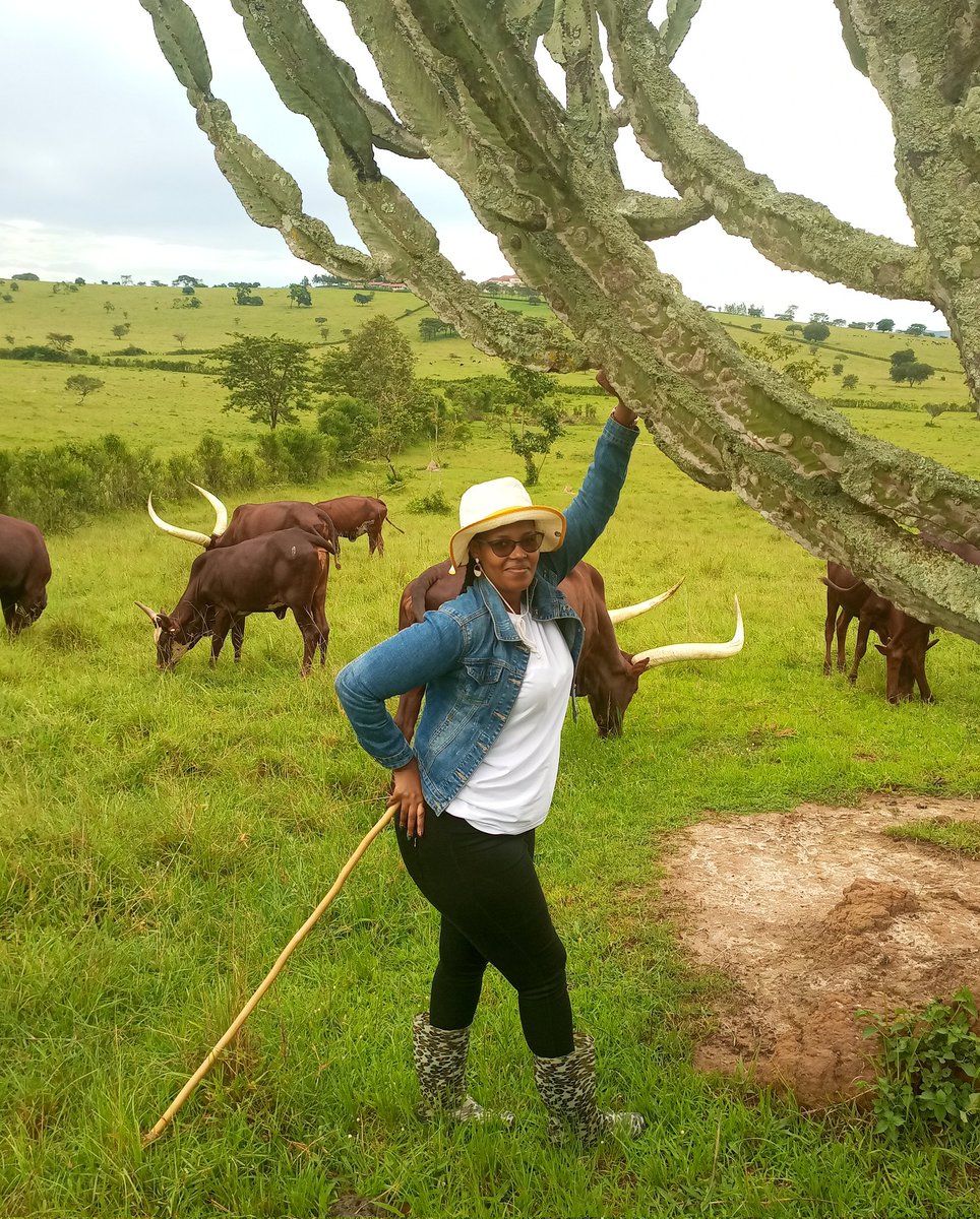 Happy mother's day from Ankole!
#mothersdayspecial 
#mothers
#ankolecattle