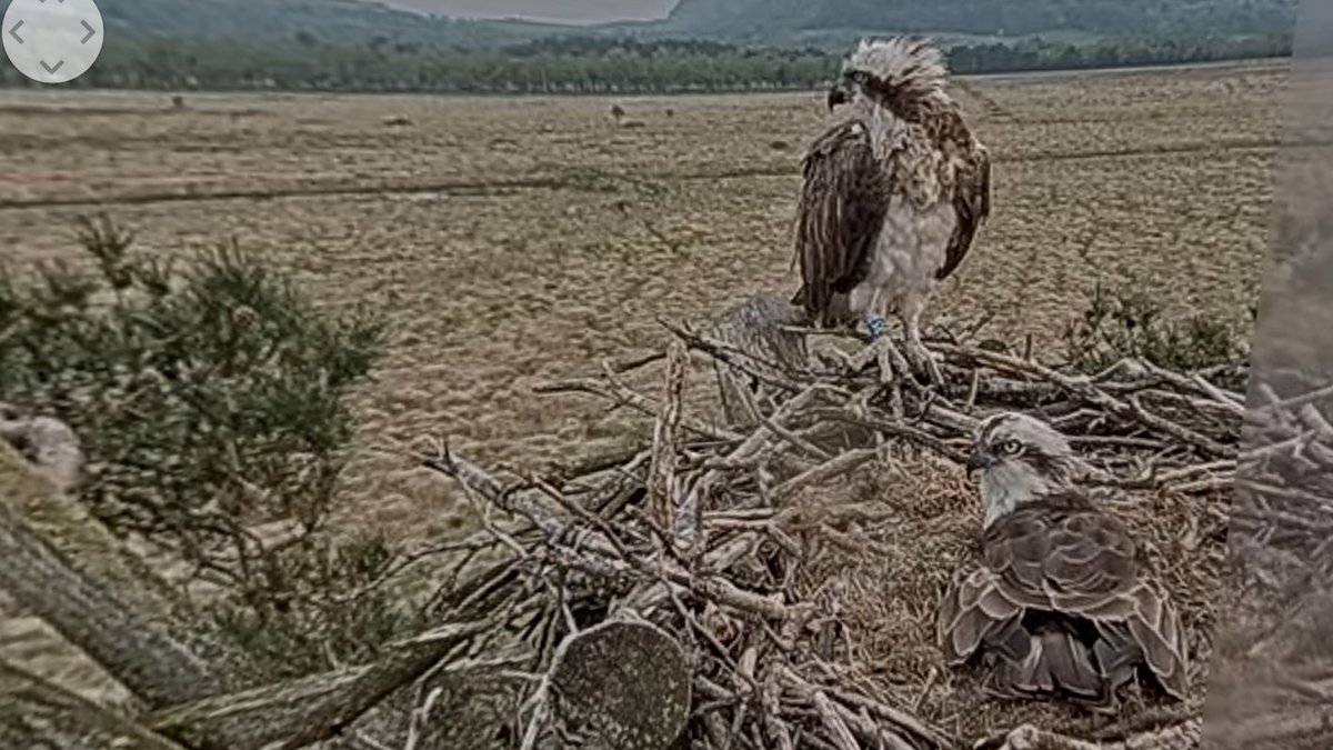 Mr sits while Mrs keeps an eye on things. She has much darker feathers on her front, which is a good way to tell who's who when you can't see a leg ring.