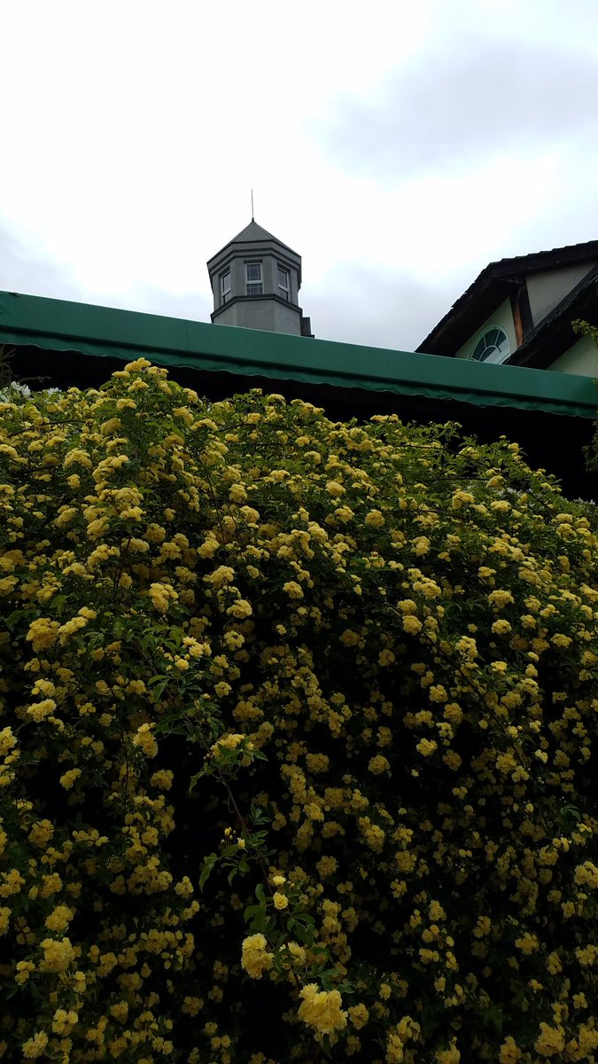 黄モッコウシャワー
#シャトレーゼガーデンテラス佐久