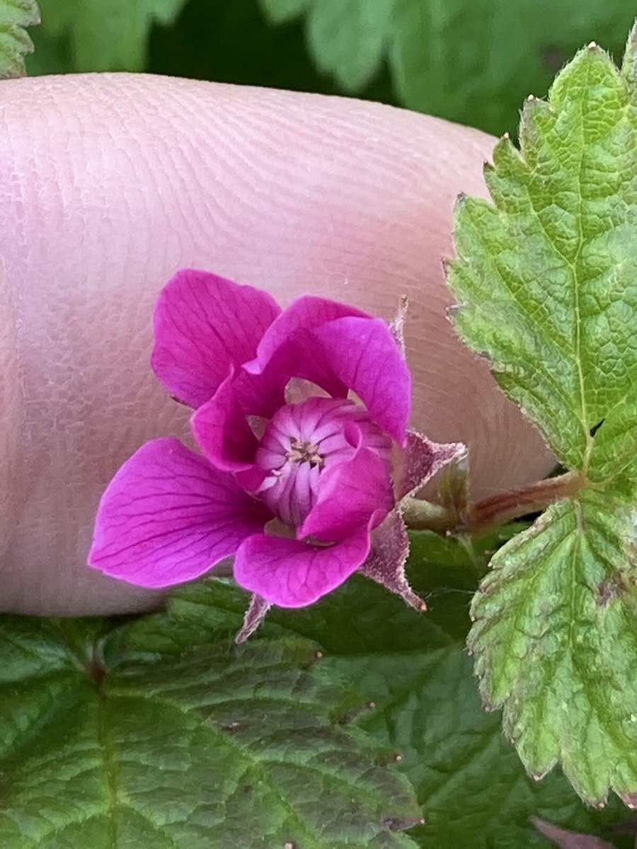 Rubus Arcticus flower , lovely smell of rose 🌹