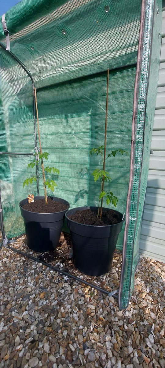 This year, I'm seeing how well tomatoes do outside The larger ones are Supersweet, grafted onto another rootstock, and greenhoused now for about four weeks The others (sweet million and sungold) were the same size as the supersweet when we got them, but are only now greenhoused