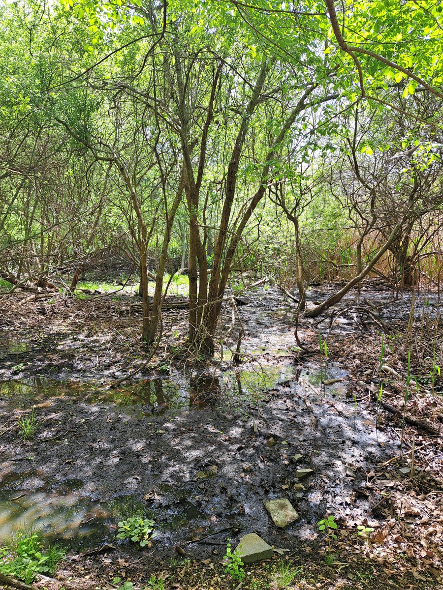 Makamah Nature Preserve, Fort Salonga, NY.