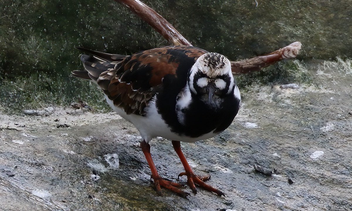 Getting ready for summer. This Turnstone, on the Northumberland coast, will be heading north any day now, but still around for ⁦@WeBS_UK⁩ priority count. ⁦@GrahamFAppleton⁩